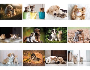 Monthly Scenes of Puppies and Kittens 2024 Calendar