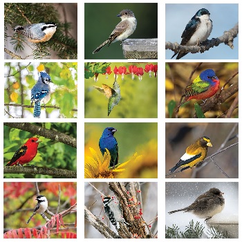 Backyard Birds 2024 Calendar Monthly Scenes