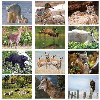 Wildlife 2023 Calendar Monthly Scenes